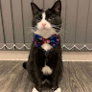 Meet your Posher, Peisen